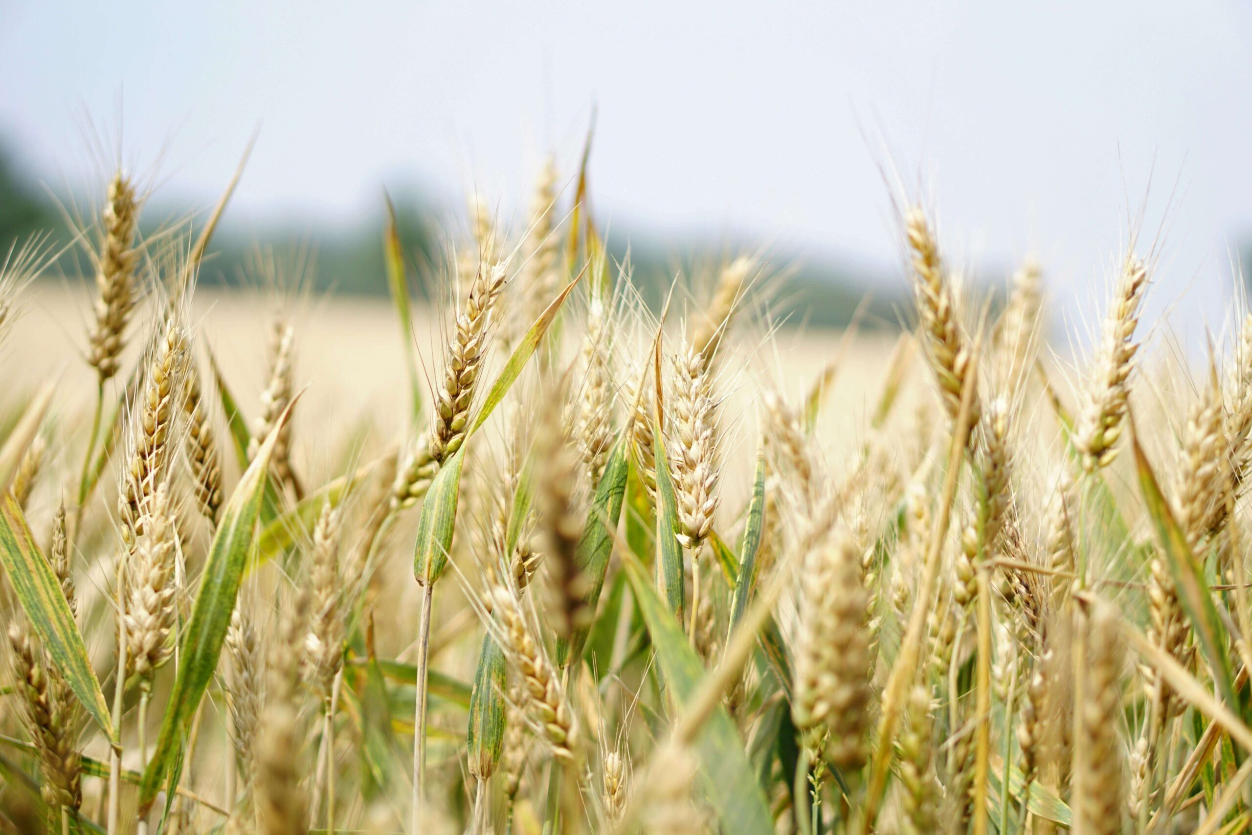 Adapting to the Future of Agribusiness with CFI's Alain Le Floch